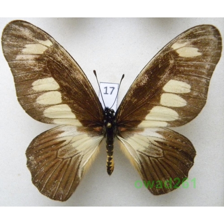 Graphium ucalegon (Hewitson, 1865) Uganda 69mm17